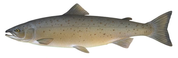 Atlantischer Lachs (40kg)
